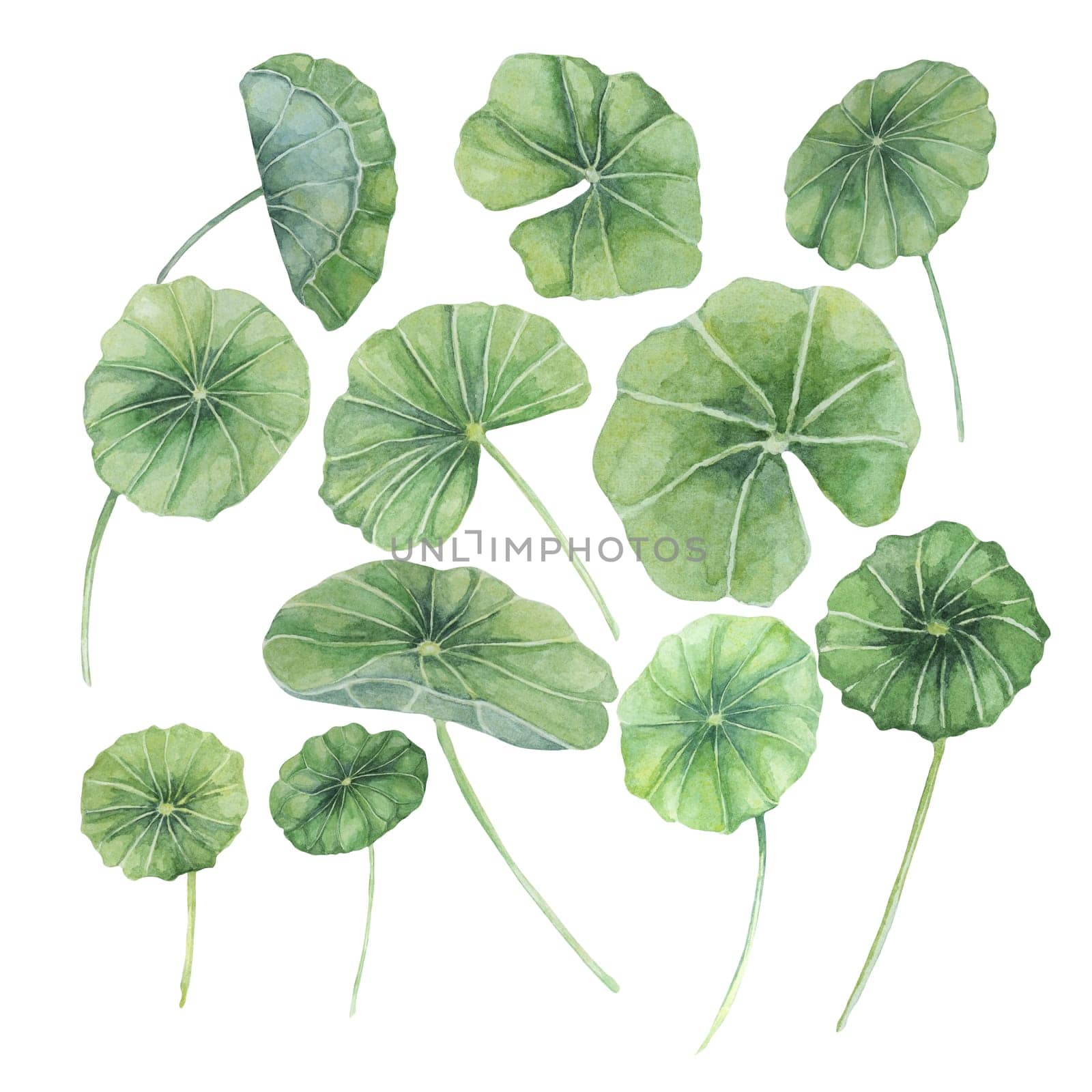 Centella asiatica, gotu cola leaves set. Hand drawn Asiatic pennywort watercolor botanical illustration, isolated elements bundle for cosmetics, packaging, beauty, labels, herbal dietary supplements