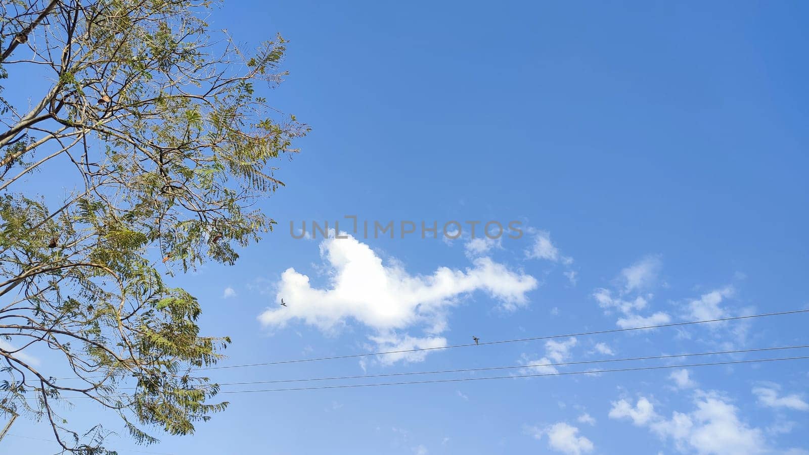 blue sky green tree nature background summer. High quality photo