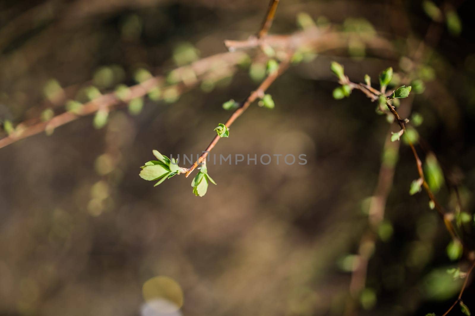 The first spring gentle leaves buds and branches. Copy space and empty space for advertising background by Satura86