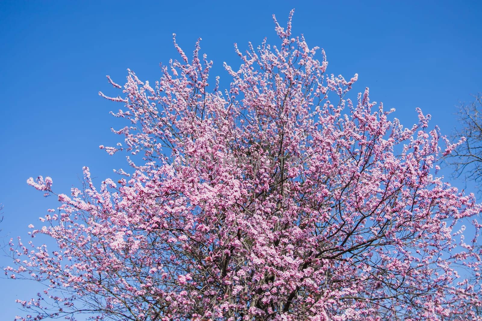 Japanese cherry blossom tree in spring. Sakura on blue springtime sky. background Copy space and empty space for advertising background by Satura86