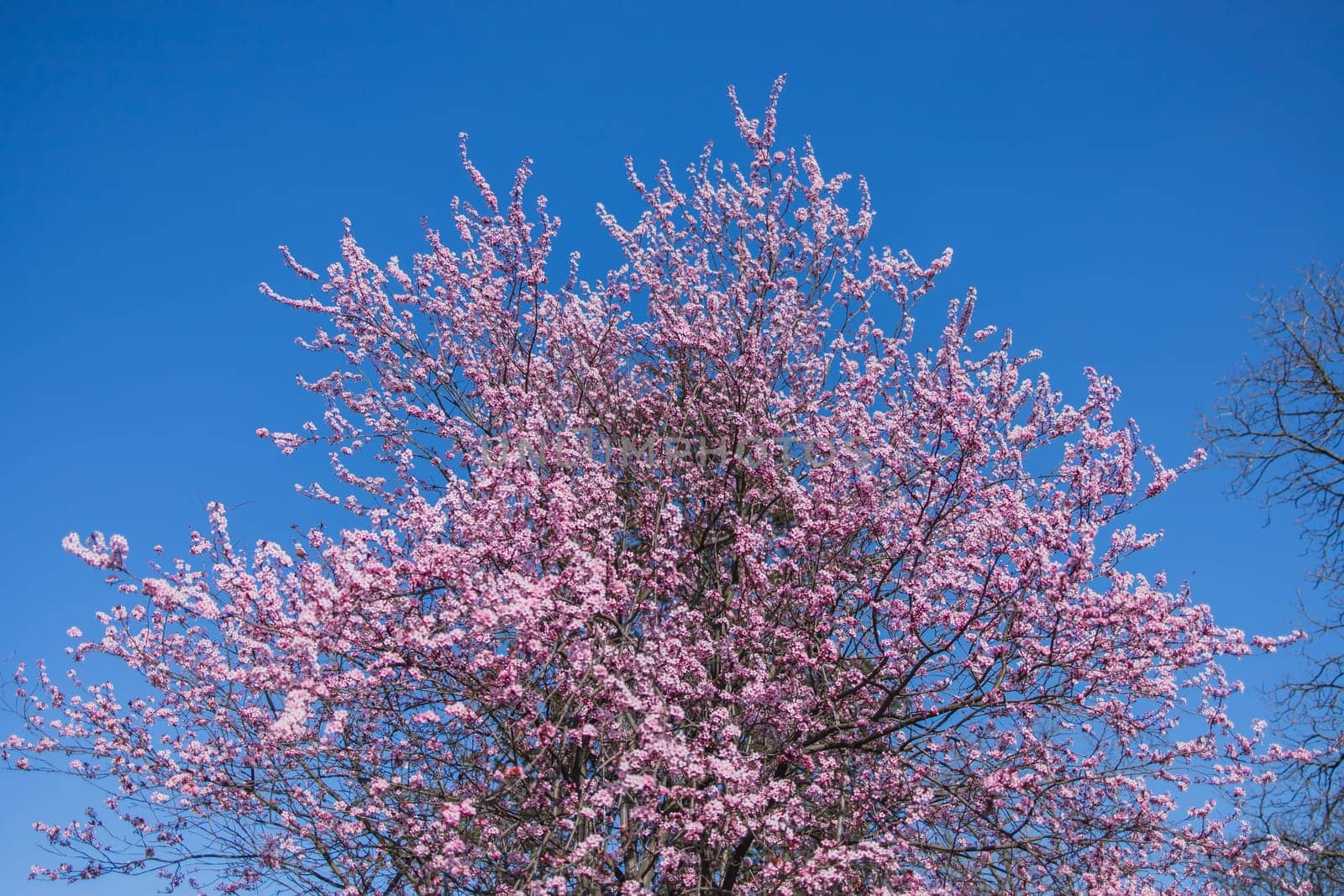 Japanese cherry blossom tree in spring. Sakura on blue springtime sky. background Copy space and empty space for advertising background.