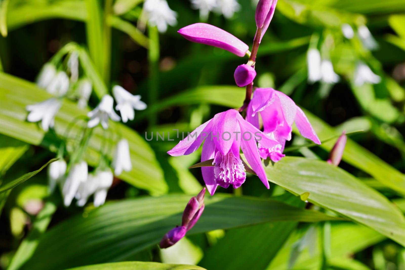 Purple flower of  urn orchid , bletilla by victimewalker