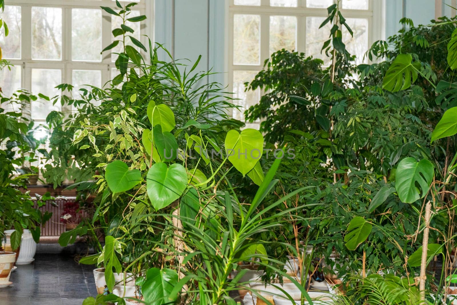 Green Plants in white pots in a bright spacious room