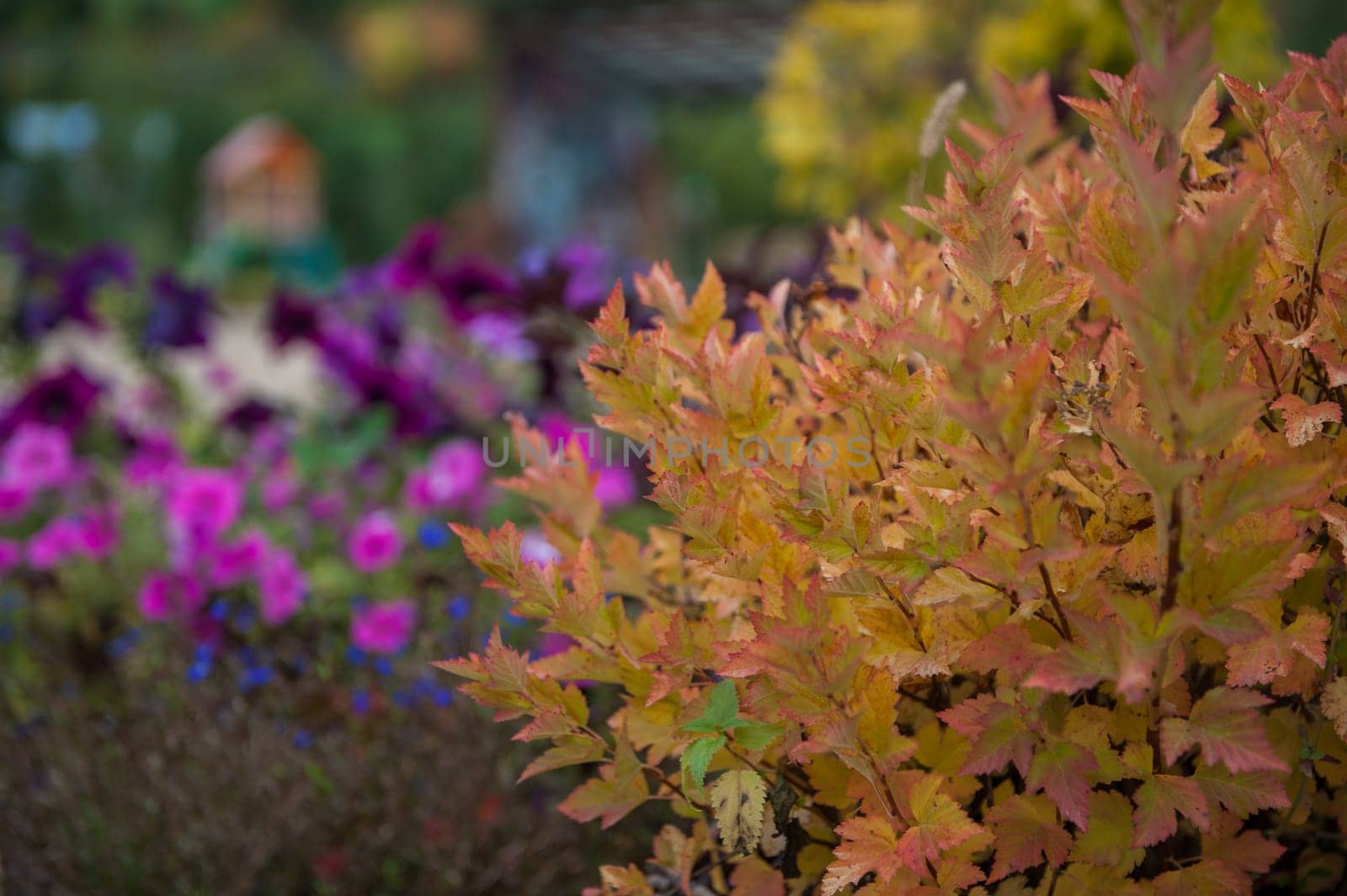 Spiraea japonica Firelight by rusak