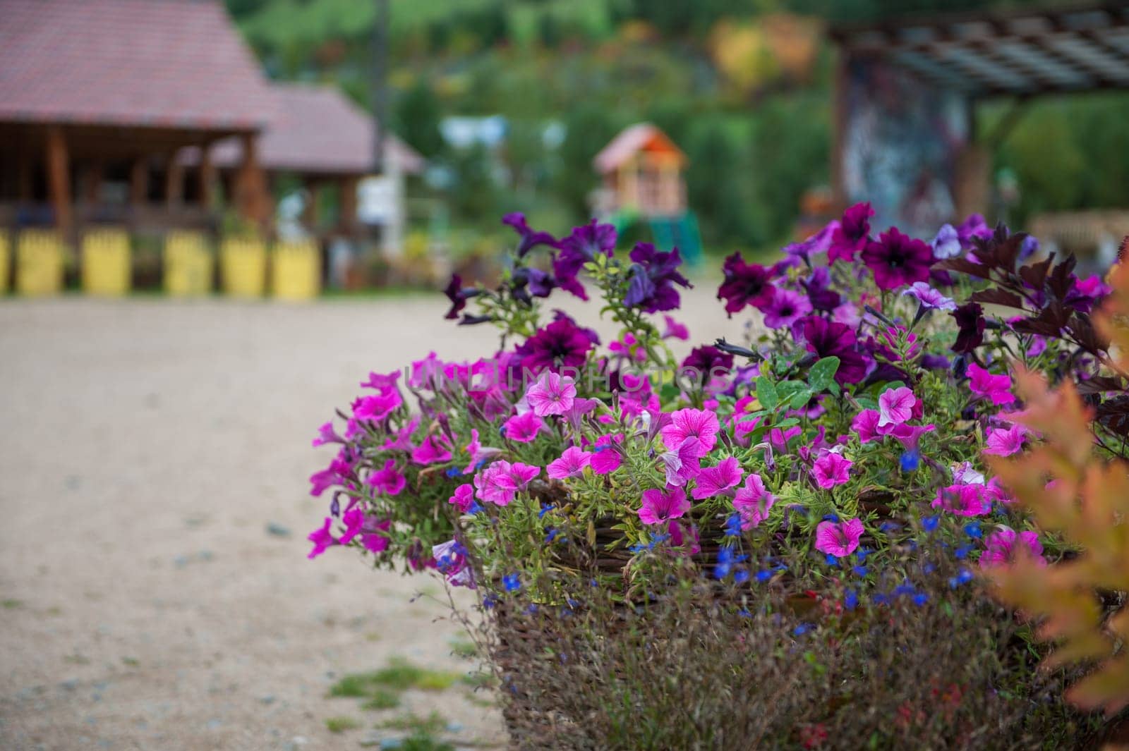 Petunia flowers closeup by rusak