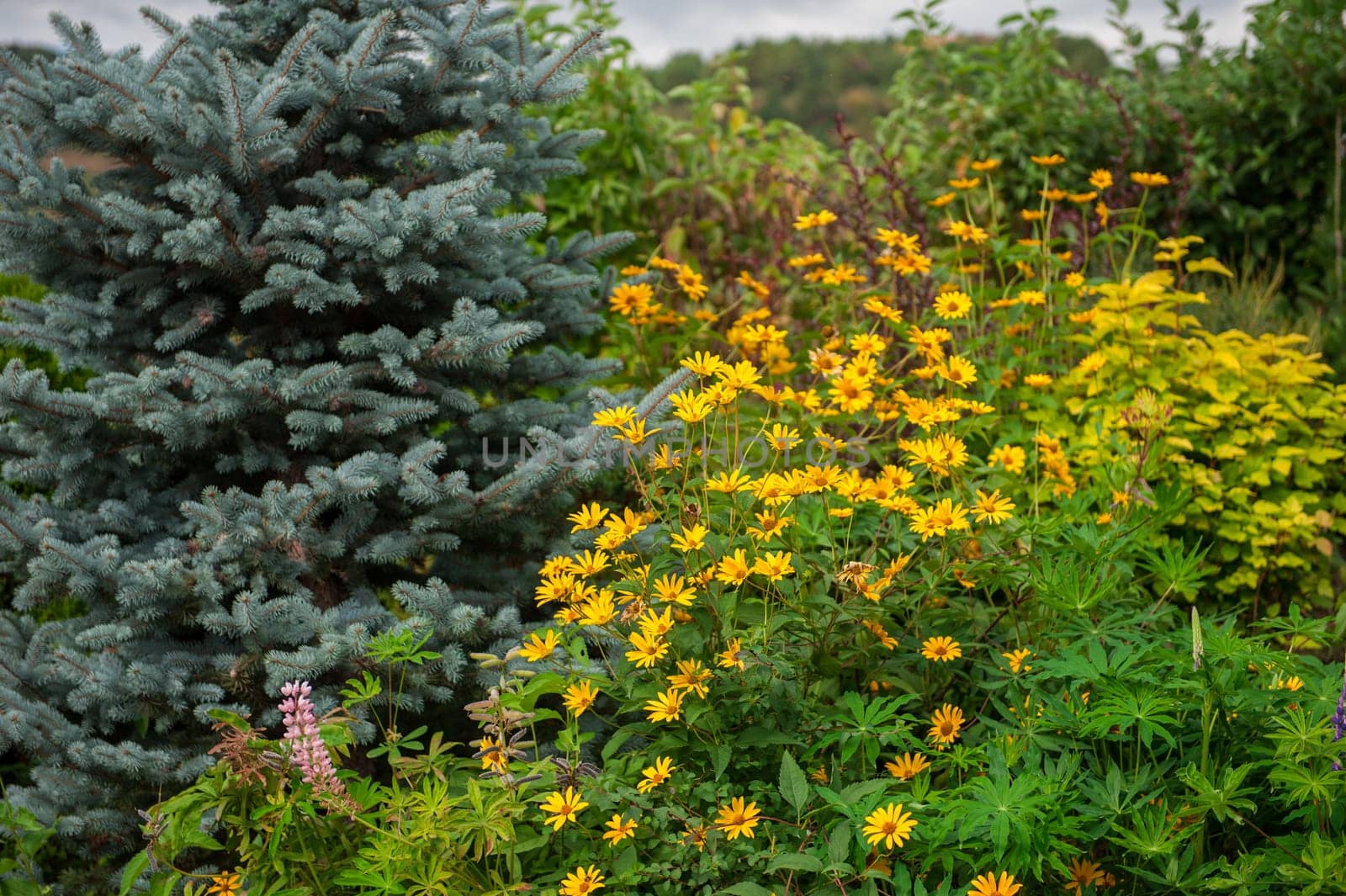 Growing blue Picea glauca in a coniferous garden