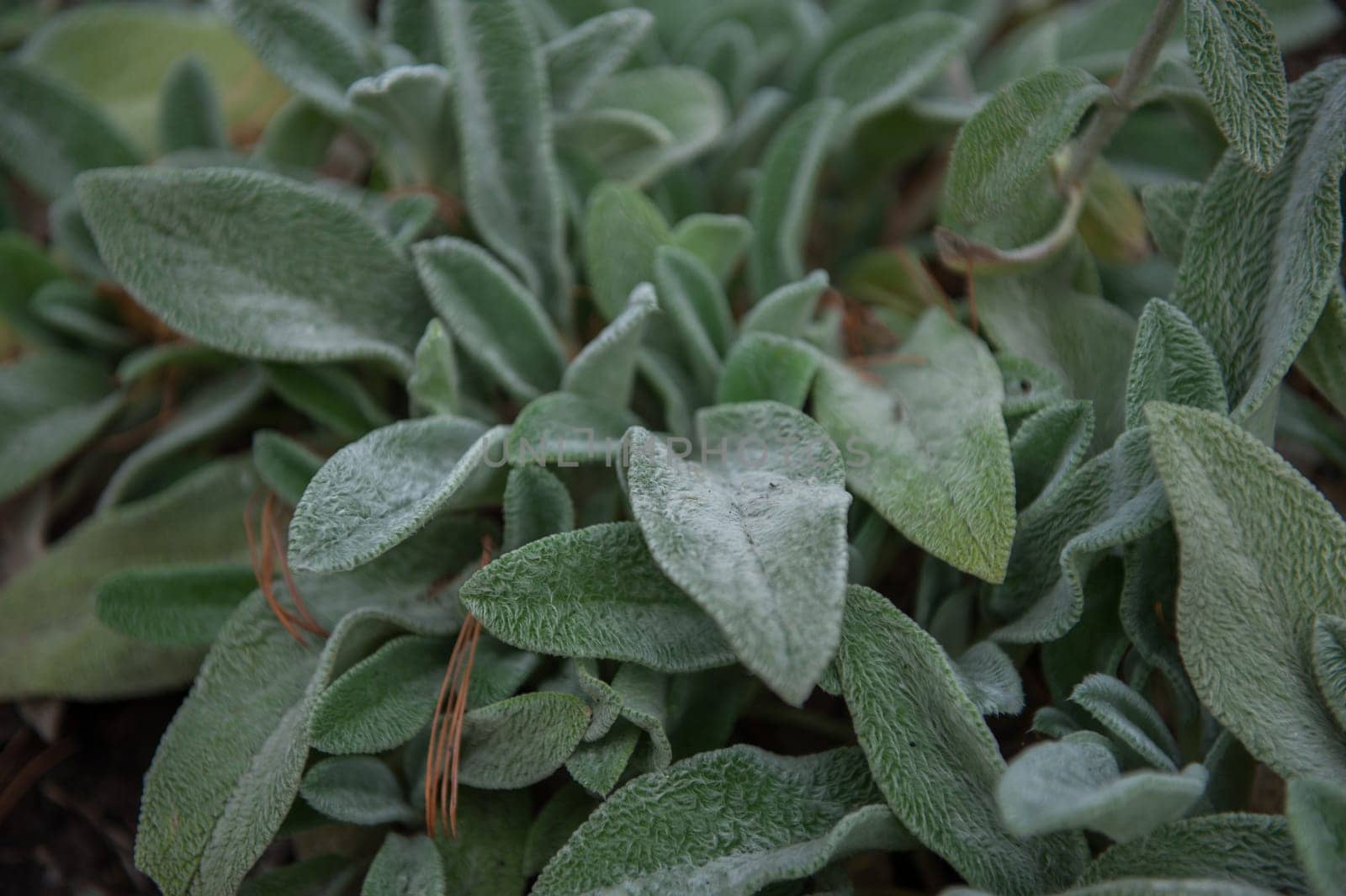 Lambs ear or Stachys byzantina by rusak