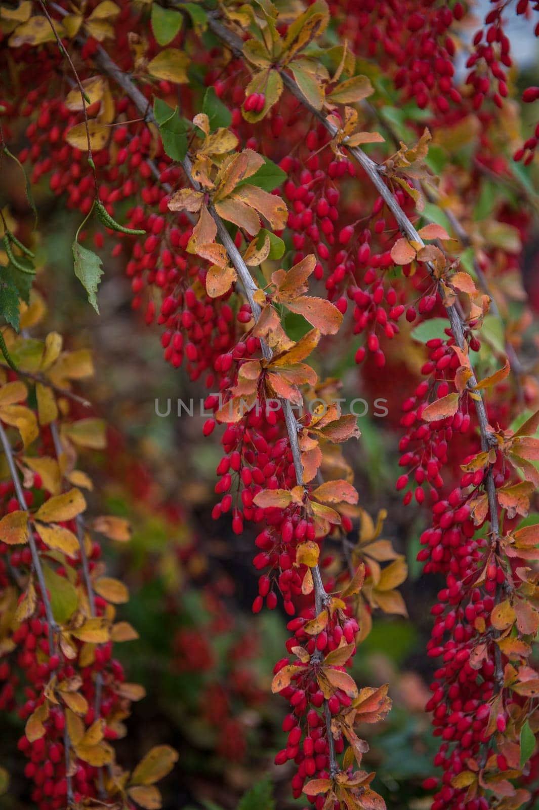 Red Berberis vulgaris berries on branch in autumn garden, ready for harvesting.