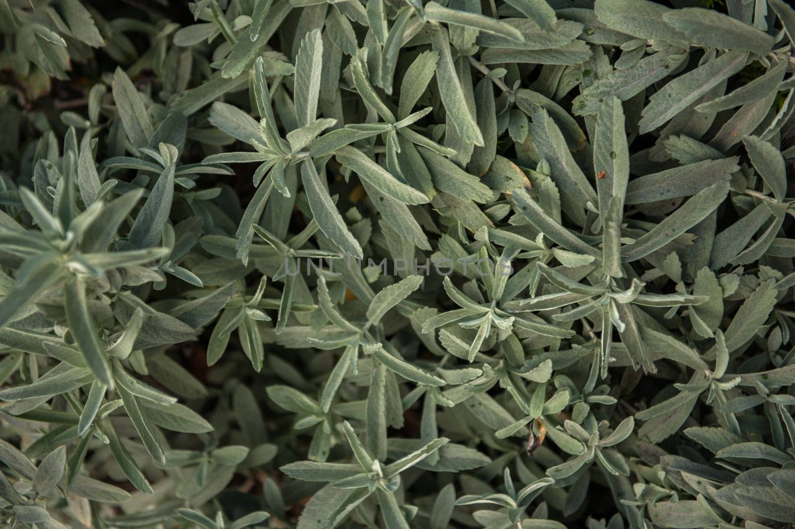 Common sage or salvia officinalis - perennial subshrub, used in medicinal and culinary.