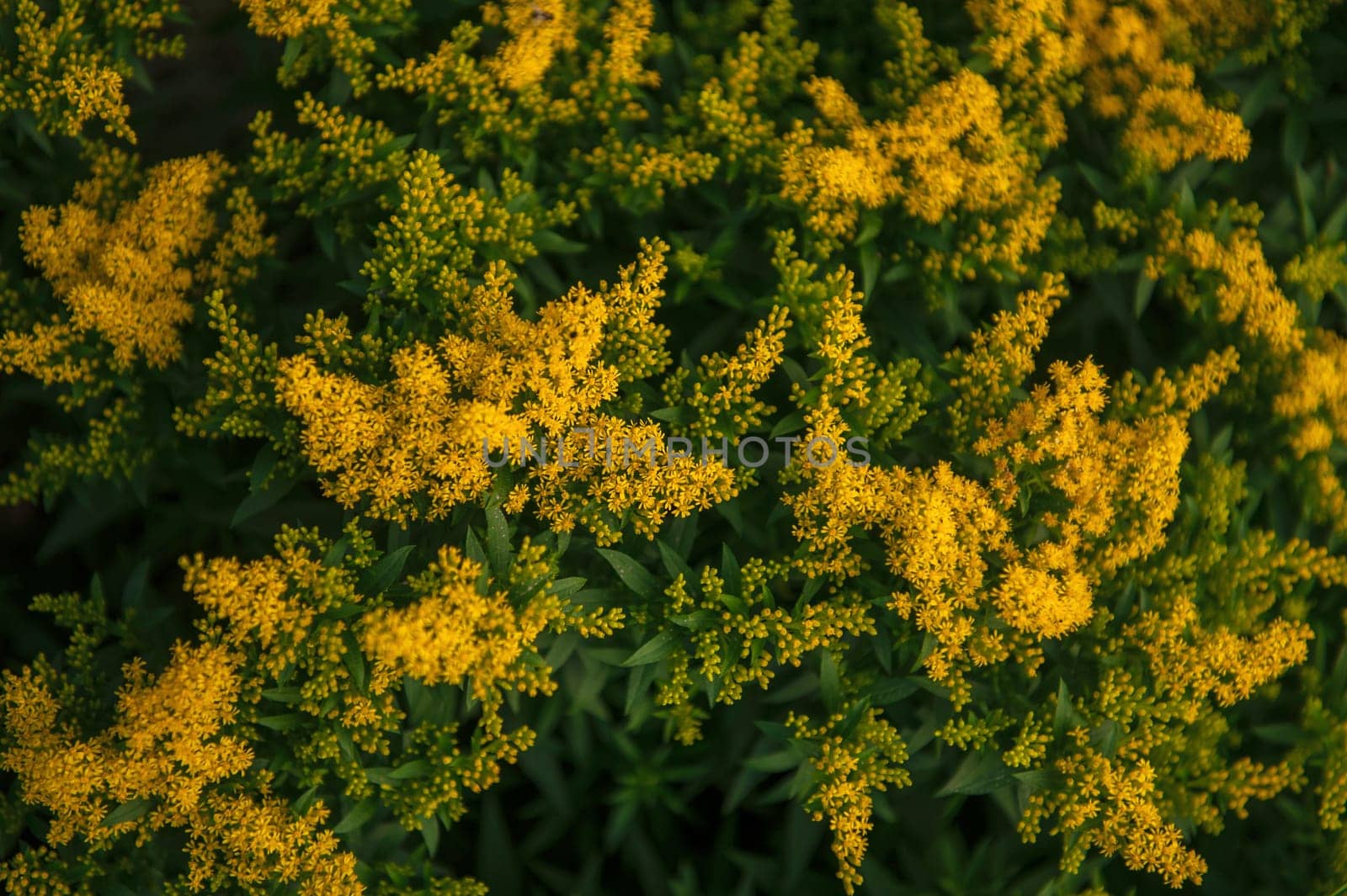 Yellow Solidago gigantea by rusak