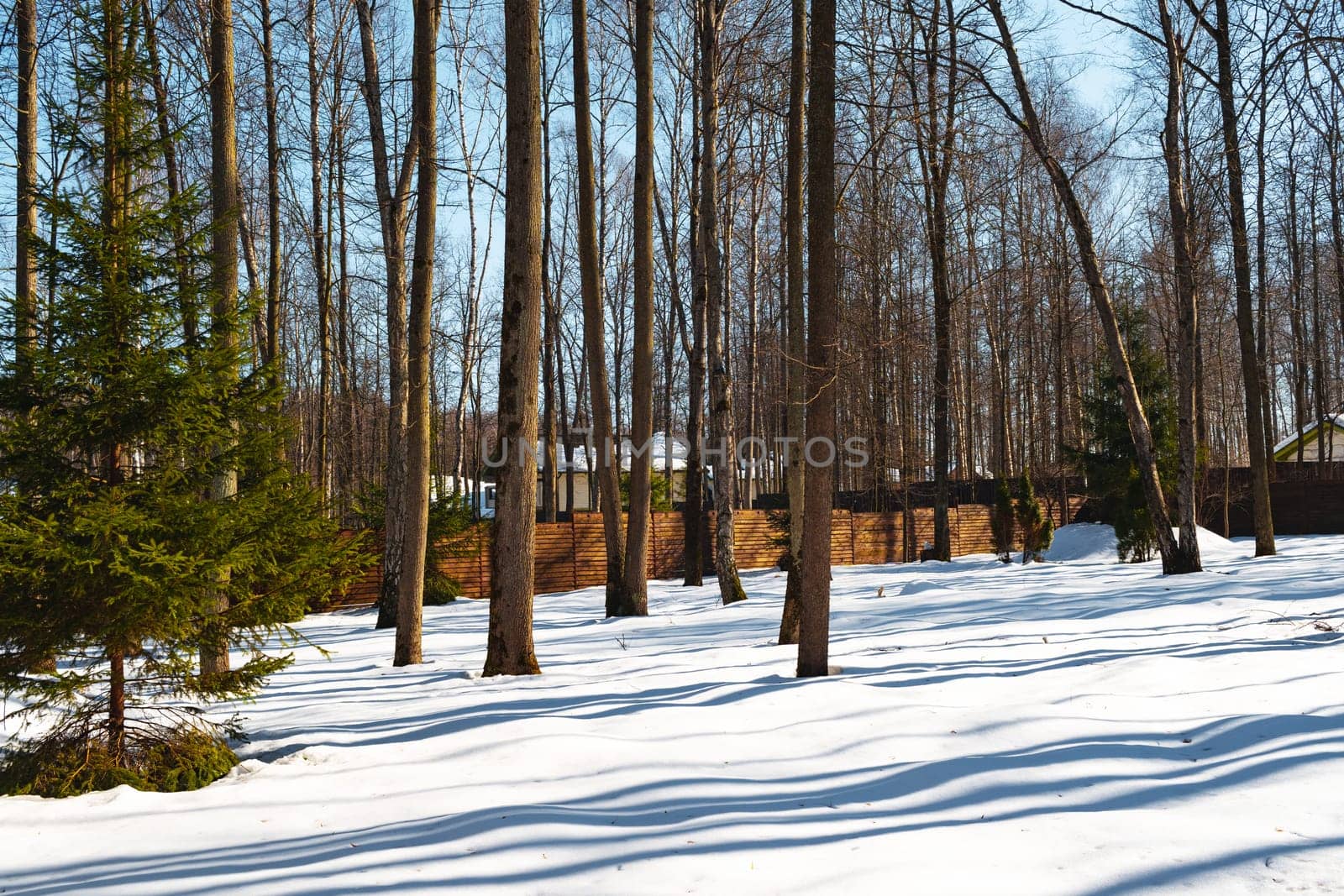 Modern backyard with trees at winter time for background
