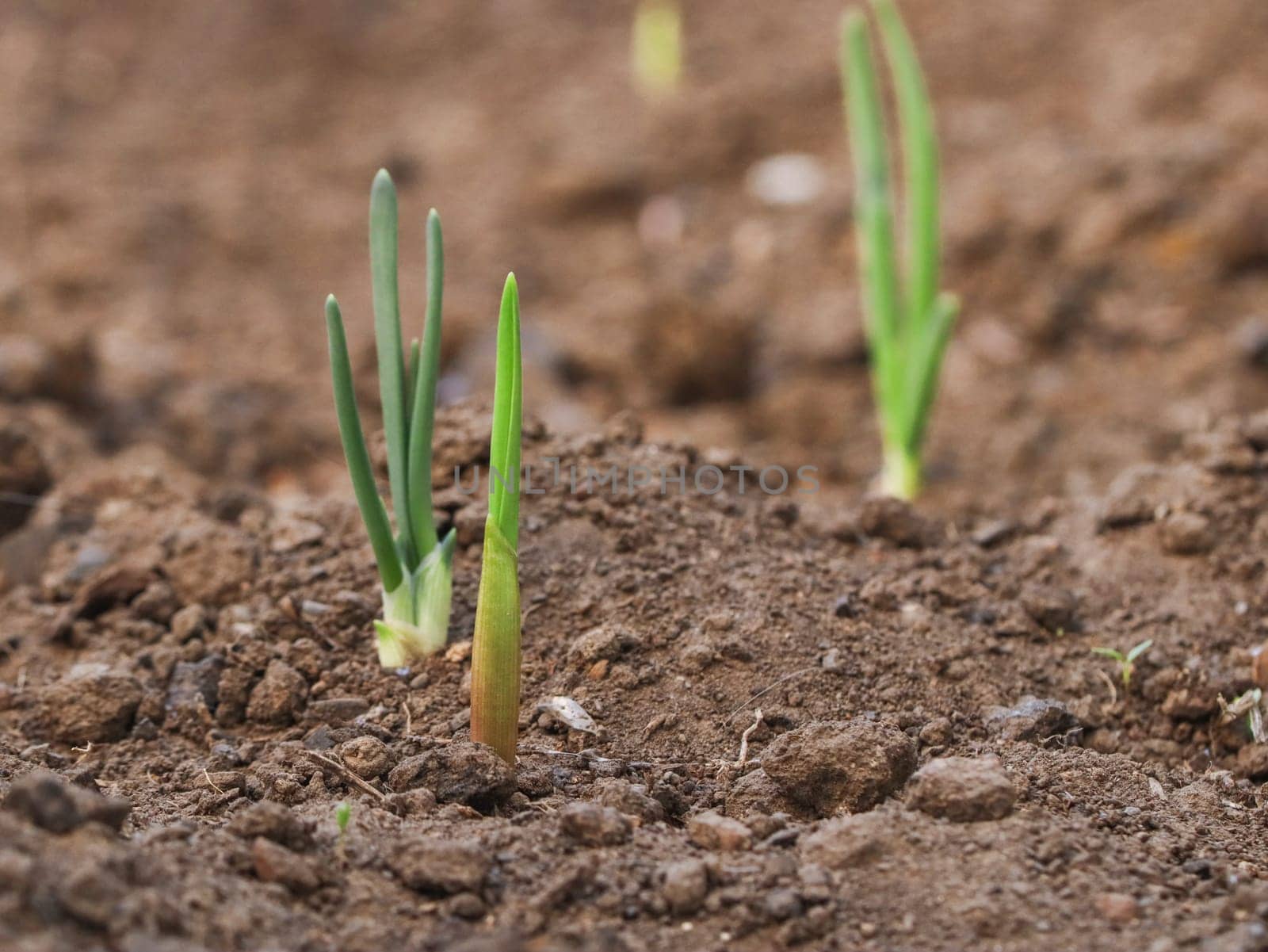Beautiful view of three young onion sprouts in black soil, close-up side view with depth of field.