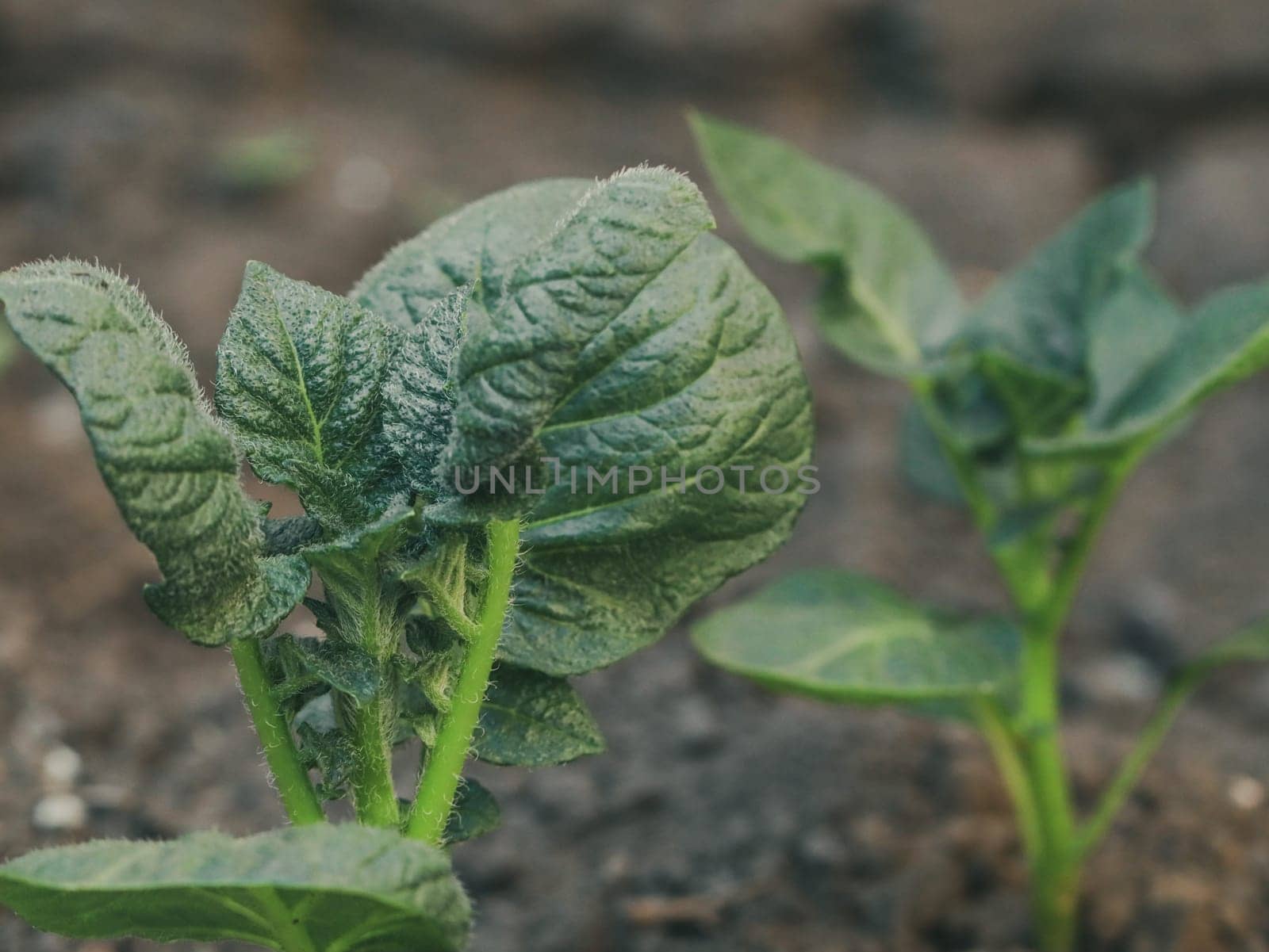 Beautiful view of young juicy and green potato tops, close-up side view with depth of field.