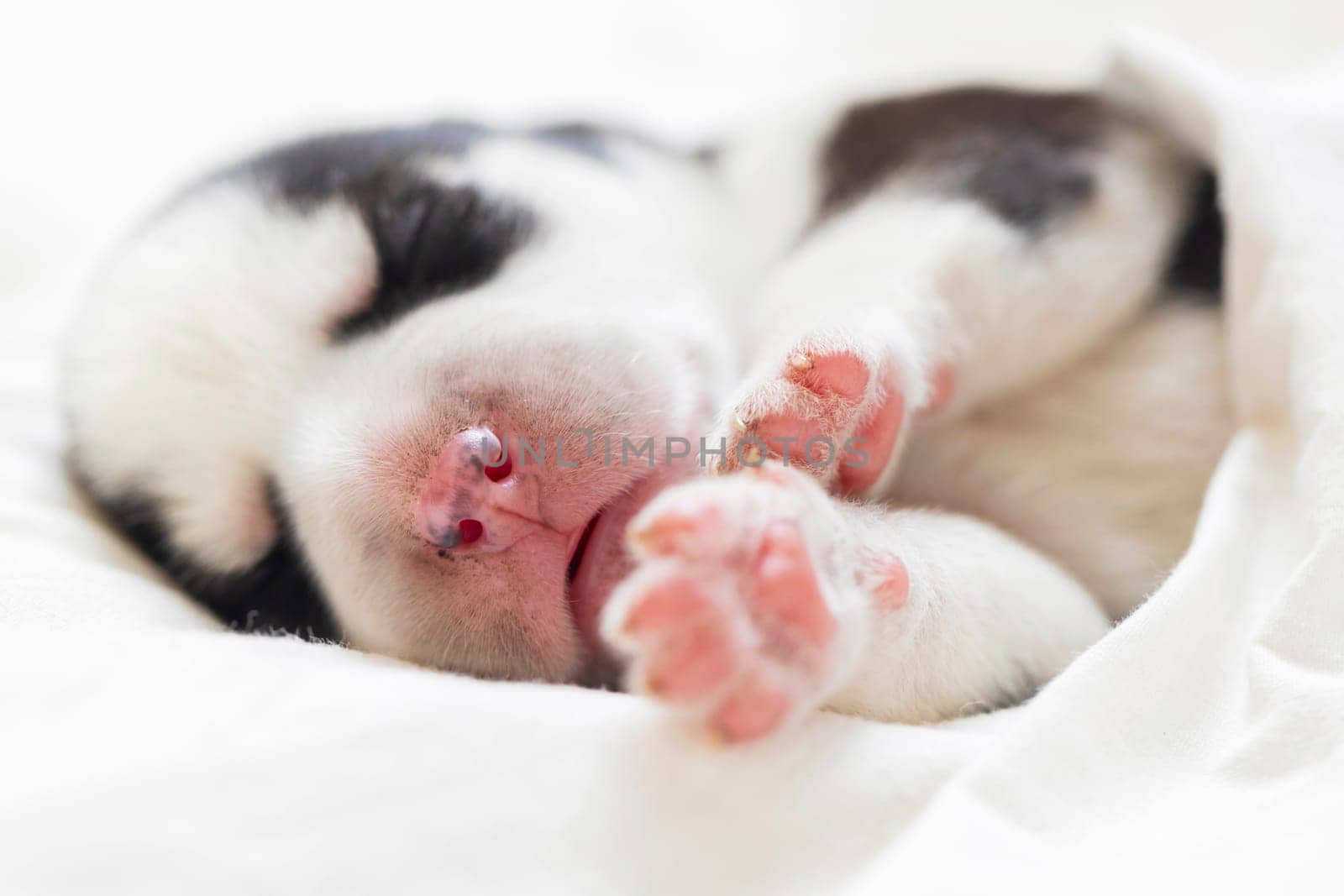 Newborn husky puppy asleep on white soft bedding. Close-up shot for design and print in pet care and nursery.