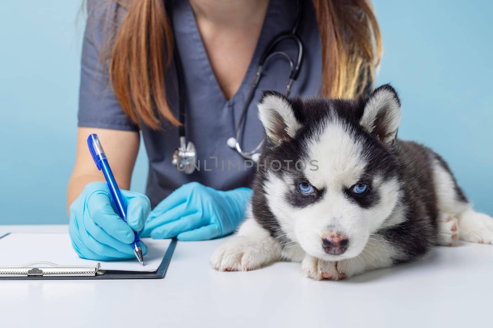 Husky Puppy at Veterinary Checkup by andreyz