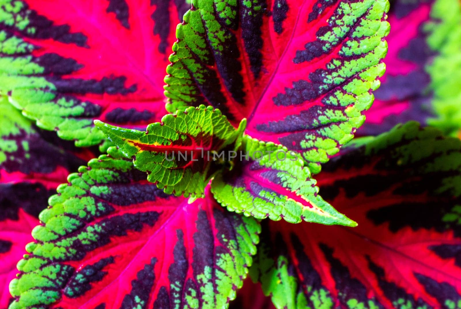 Vibrant Foliage Coleus Blumei in Full Bloom by DakotaBOldeman