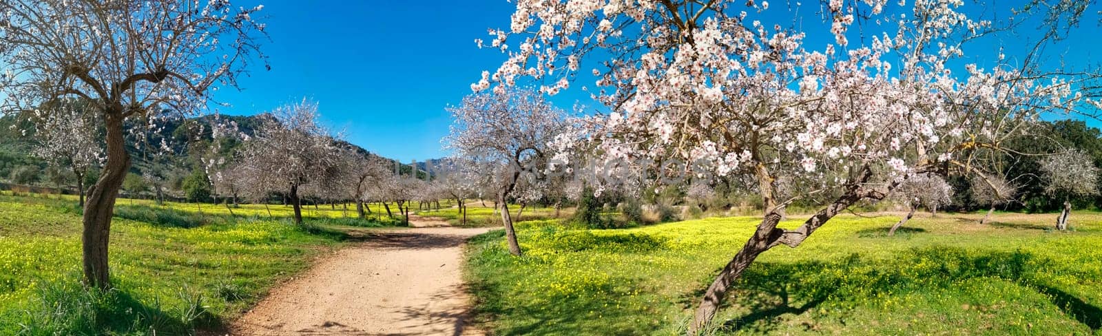 A rustic path leads through a vibrant display of almond blossoms, with the promise of spring in the air