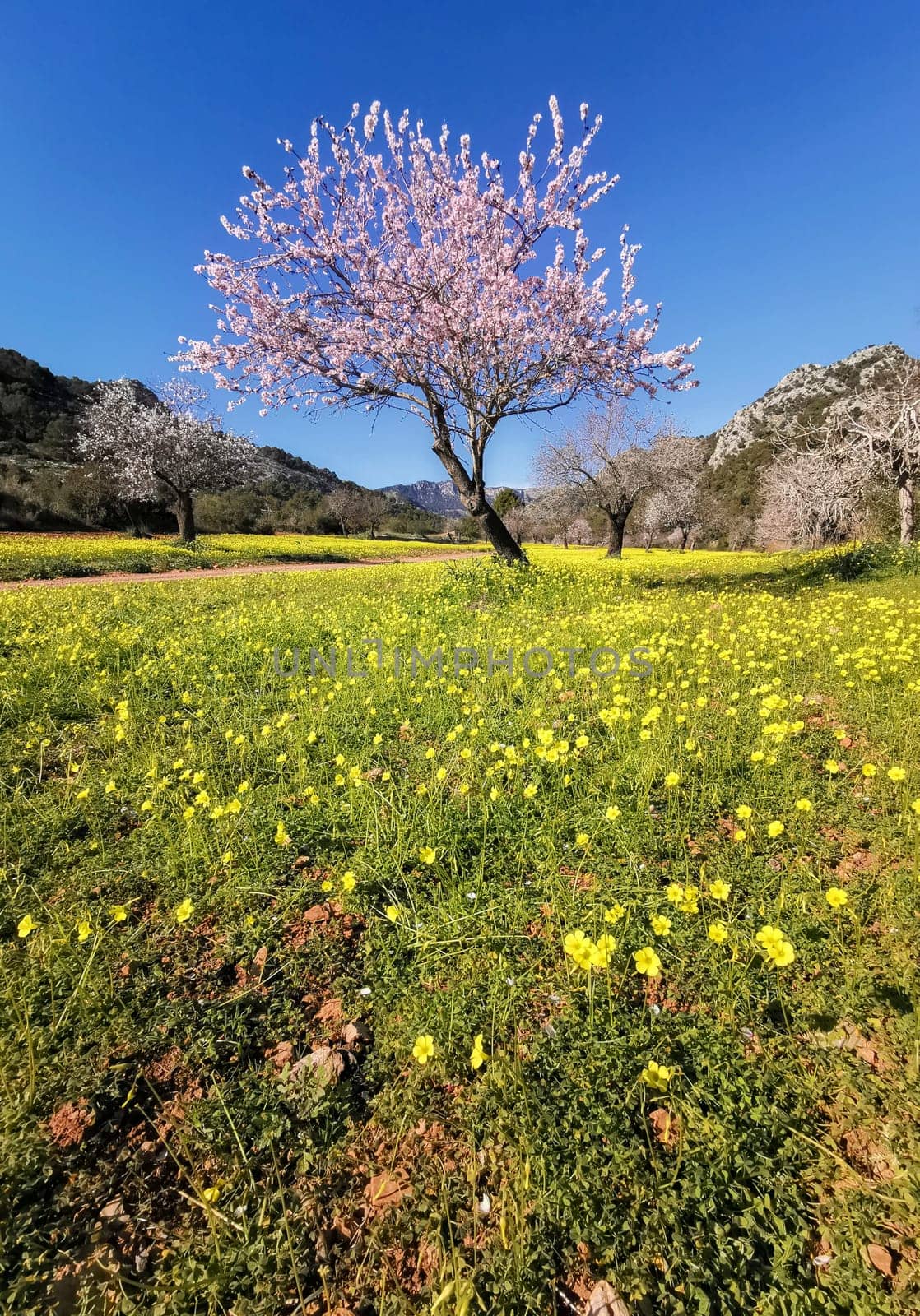 A lone almond tree in full bloom stands tall amidst a carpet of wild yellow flowers, under the clear blue sky.