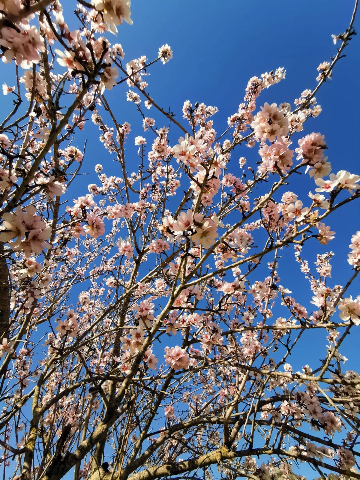 Skyward Blossoms: Almond Tree Branches Reaching Up to the Azure Sky by Juanjo39