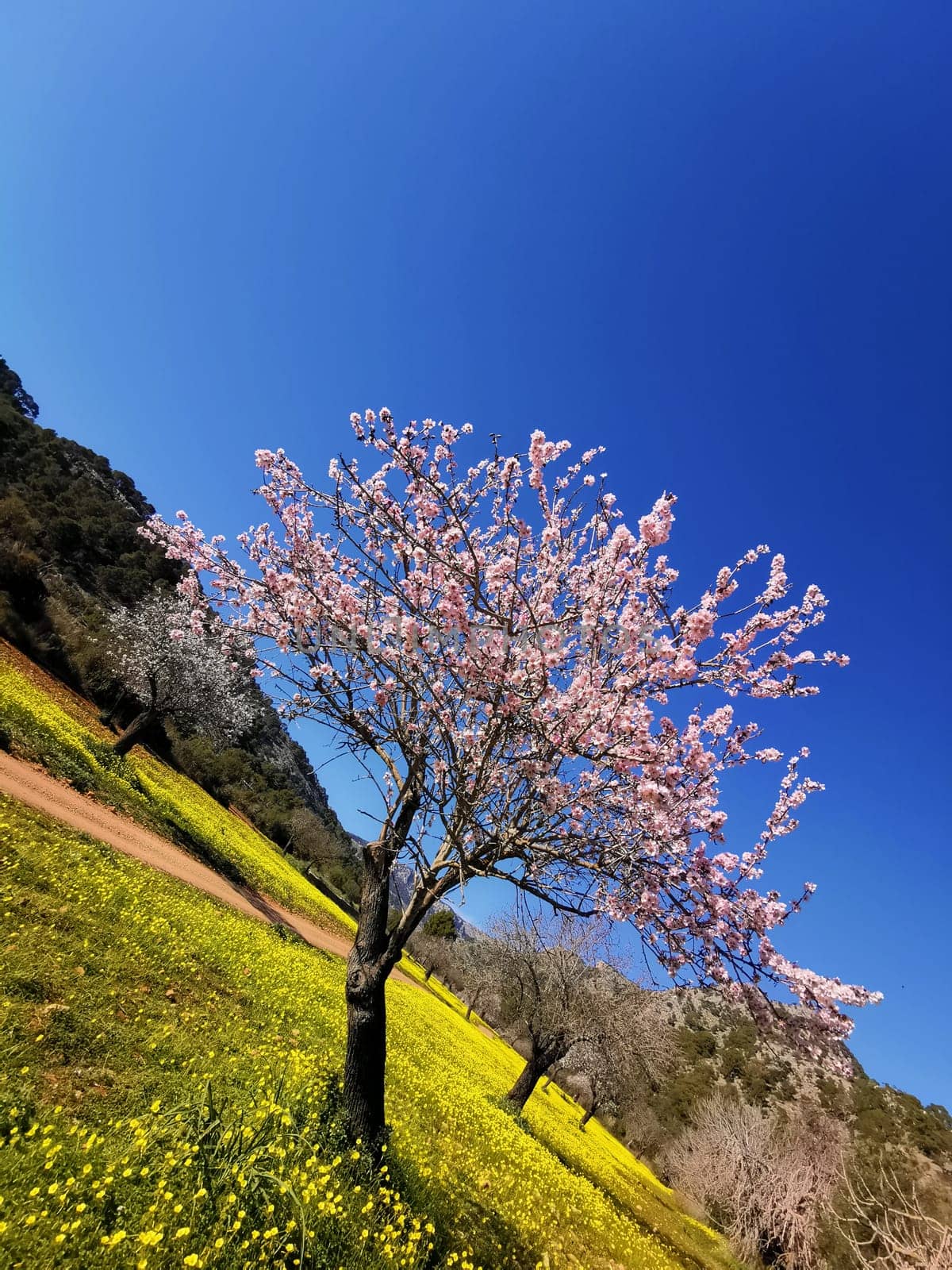 Solemn Bloom: A Single Almond Tree Amidst a Field of Wildflowers by Juanjo39