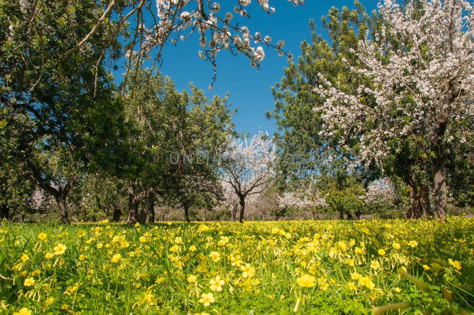 Blossom-laden fruit trees amidst a vibrant carpet of yellow wildflowers under a deep blue sky