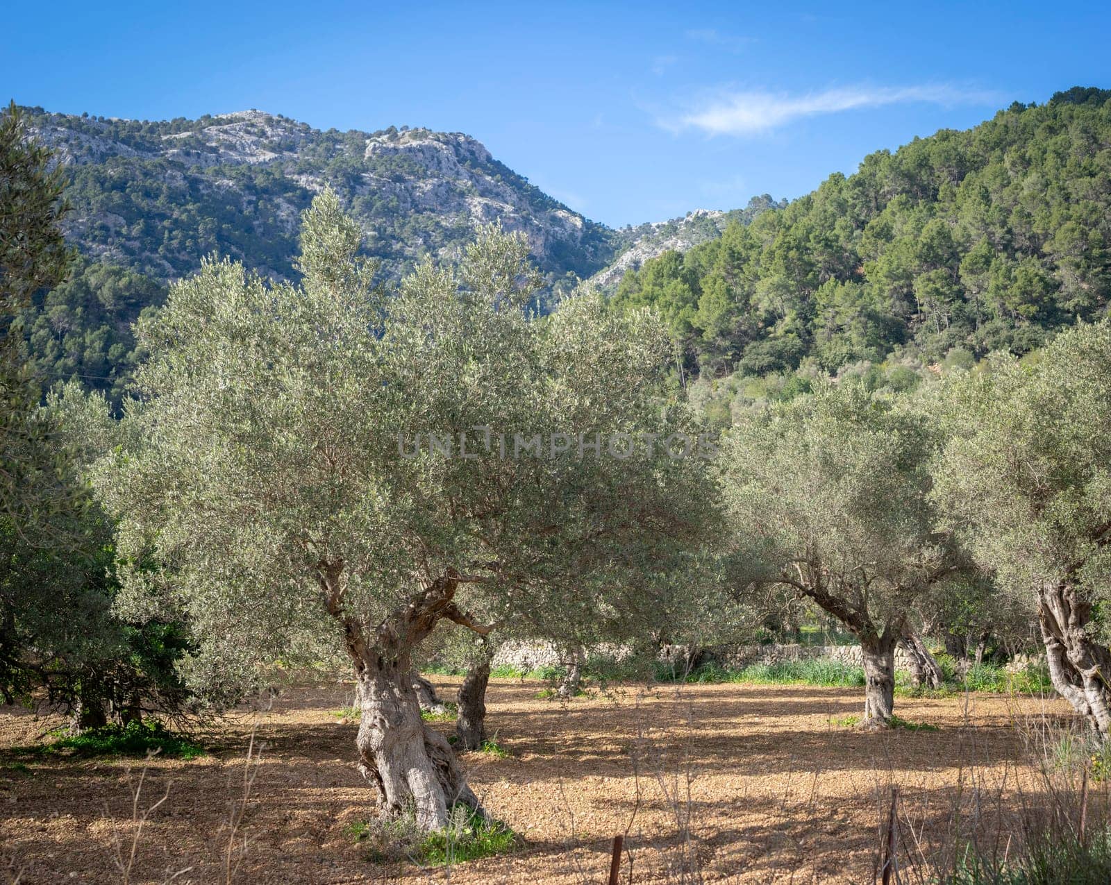 Timeless Serenity: Centuries-Old Olive Trees Nestled at the Foot of a Mountain by Juanjo39