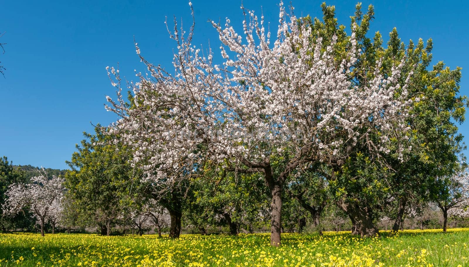 Blossom-laden fruit trees amidst a vibrant carpet of yellow wildflowers under a deep blue sky