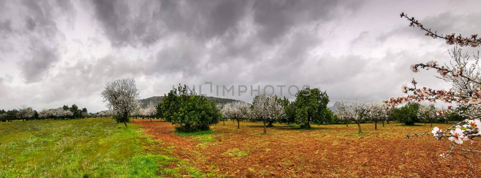 Blooming almond trees dot a lush meadow, undeterred by the brooding clouds above, signaling the arrival of spring
