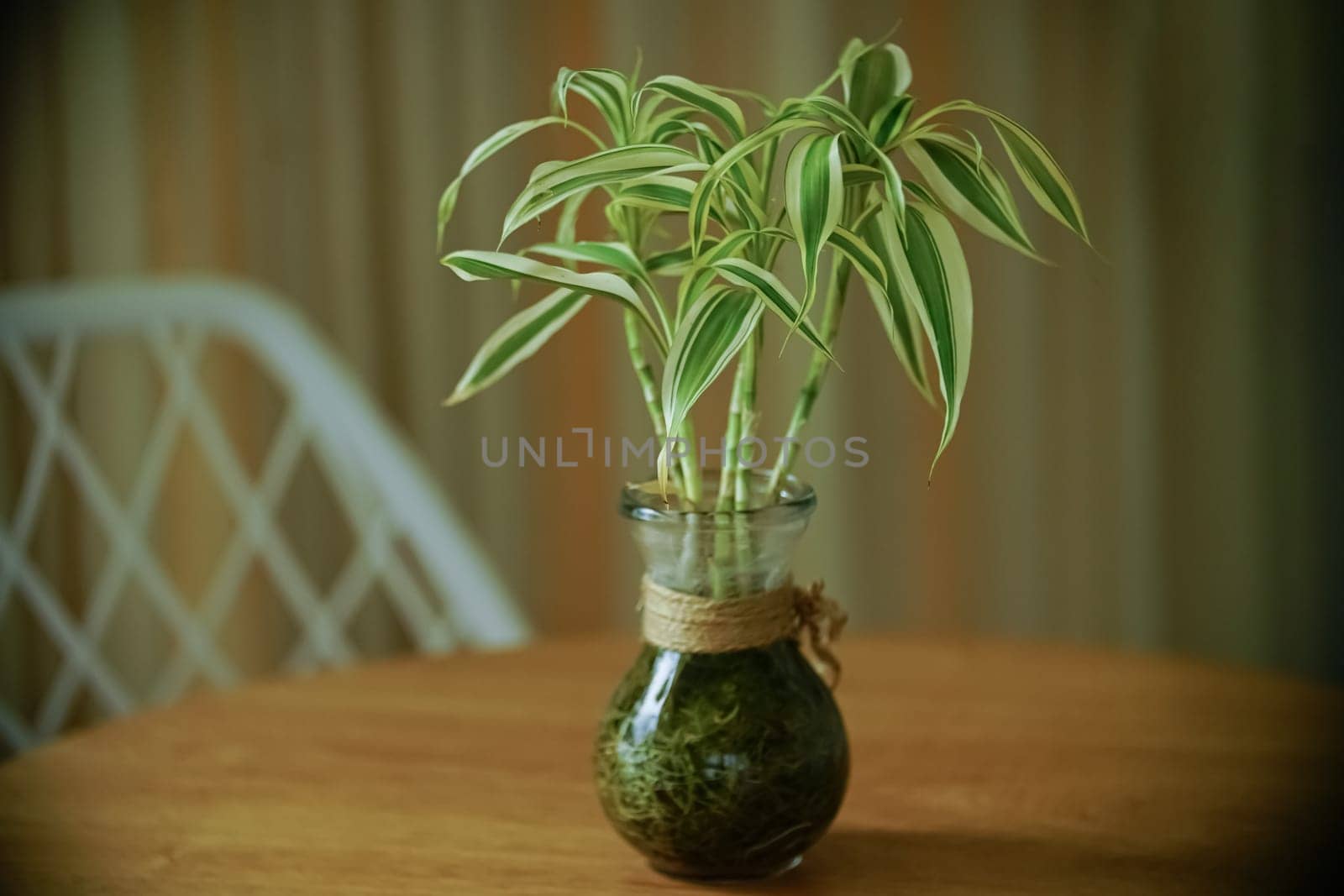Beautiful decoration Plant in small pot. Green plant in small pot placed as room decorations and interior decor. by antoksena