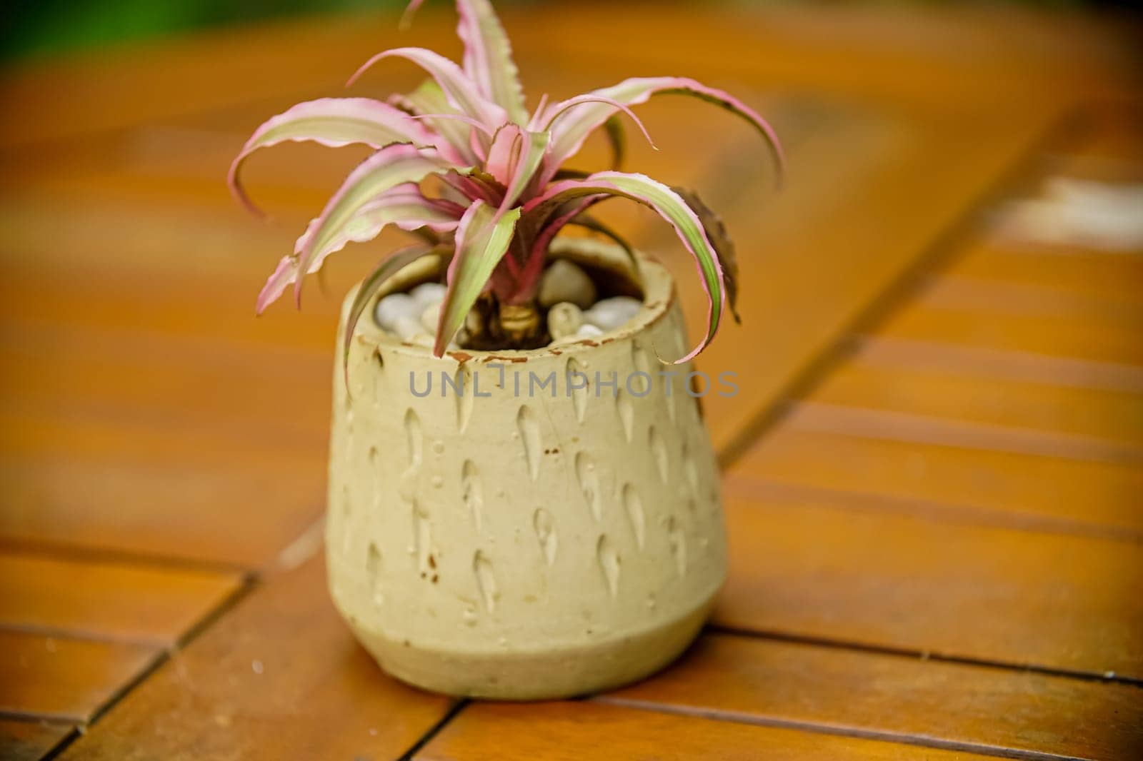 Beautiful decoration Plant in small pot. Green plant in small pot placed as room decorations and interior decor. by antoksena