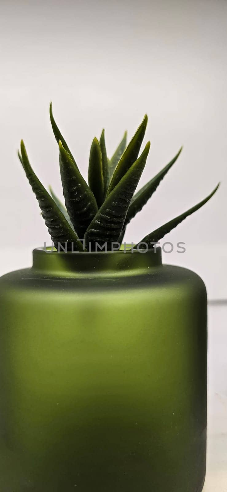 Beautiful decoration Plant in small pot. Green plant in small pot placed as room decorations and interior decor. for content backgrounds