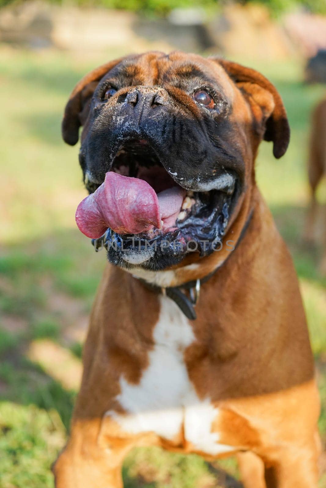 Jubilant Boxer Dog Enjoying a Lively Game in the Summer Sunlight by Juanjo39