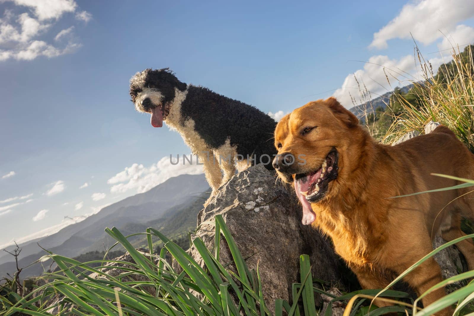 Perched on a mountain boulder, two dogs, one with a shaggy coat and the other golden-furred, pant happily after a hike. They survey the landscape, guardians of the peak, with a panoramic view stretching behind them under a vast sky