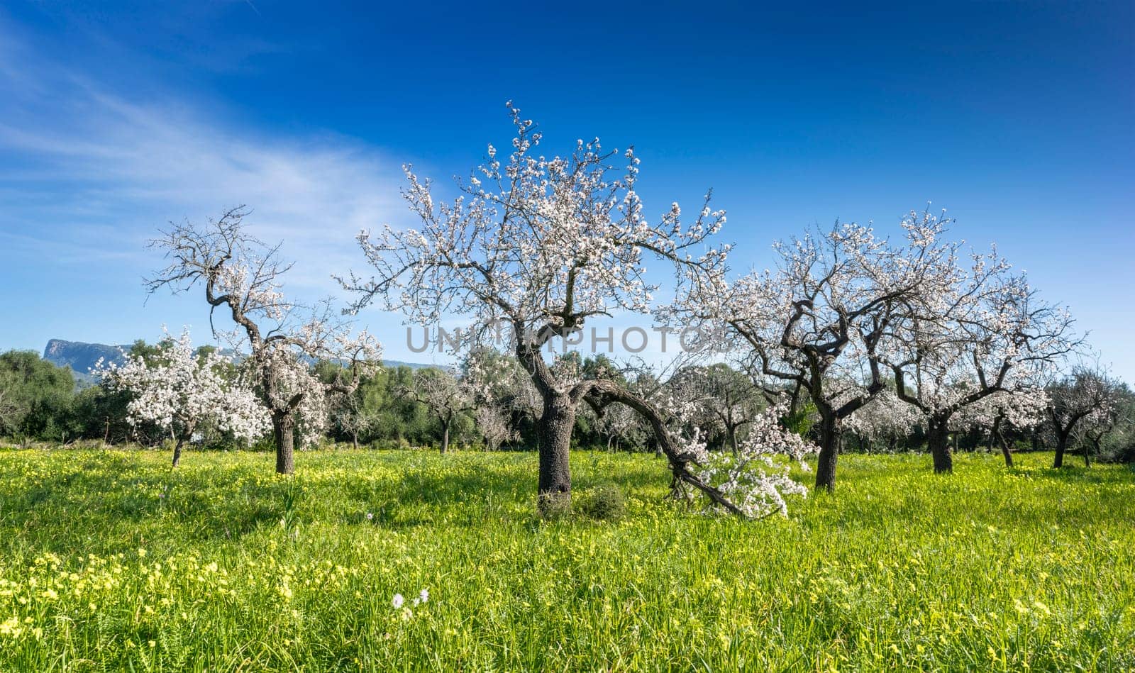 Enchanted Spring Dance: Gnarl-Branched Trees Amidst Verdant Wildflower Fields by Juanjo39