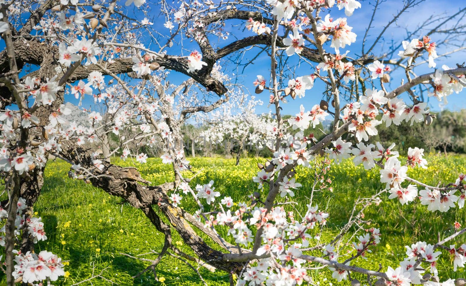 A vibrant orchard comes to life with almond blossoms bursting against a clear sky, while a carpet of wildflowers complements the scene. The gnarled branches tell tales of resilience