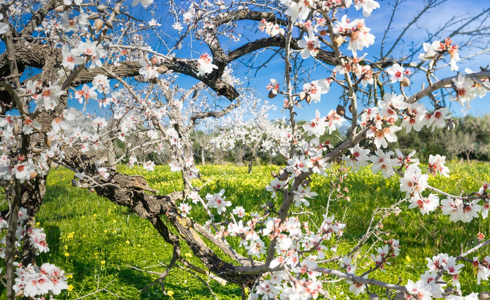 Spring Symphony: Almond Blossoms and Wildflowers Adorning the Landscape by Juanjo39