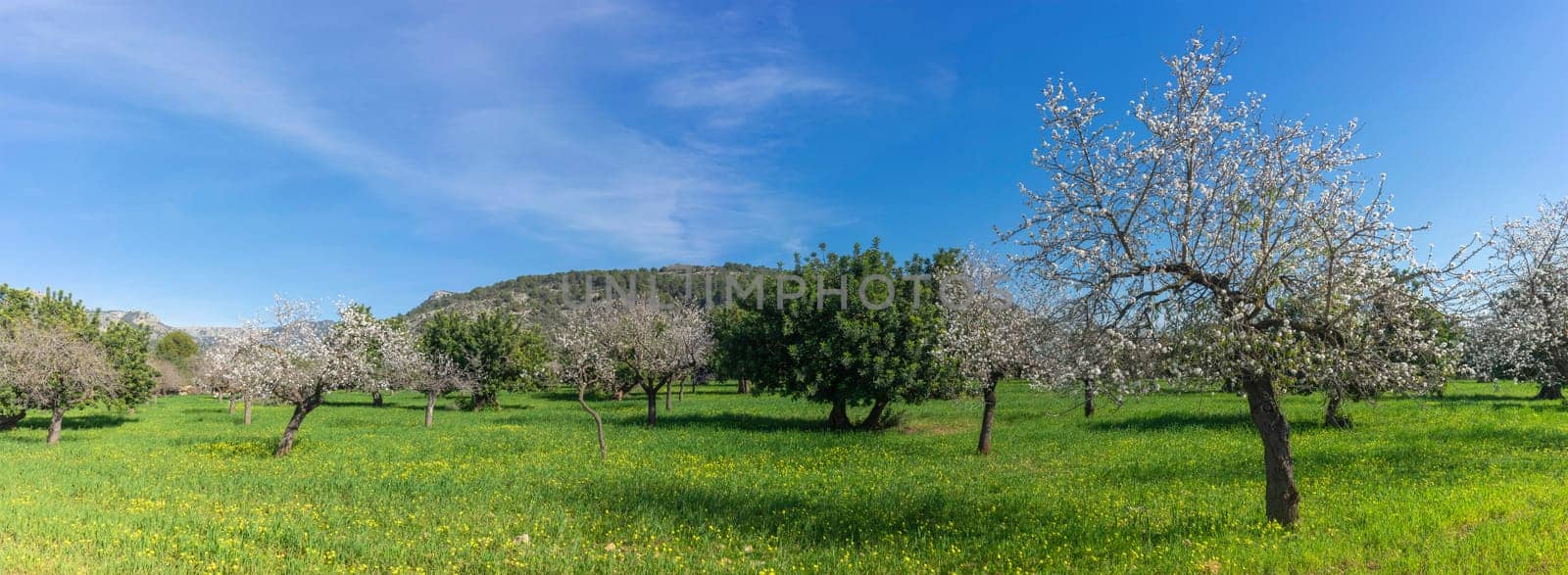 An expansive landscape showcases almond trees clothed in white blossoms, with a tapestry of yellow wildflowers underfoot, all set against the backdrop of a rugged mountain range and a sweeping blue sky,