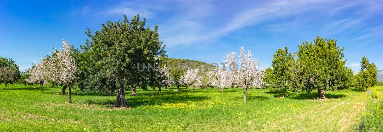 Verdant Springtime Splendor: Blossoming Almond Trees in Panoramic Orchard by Juanjo39