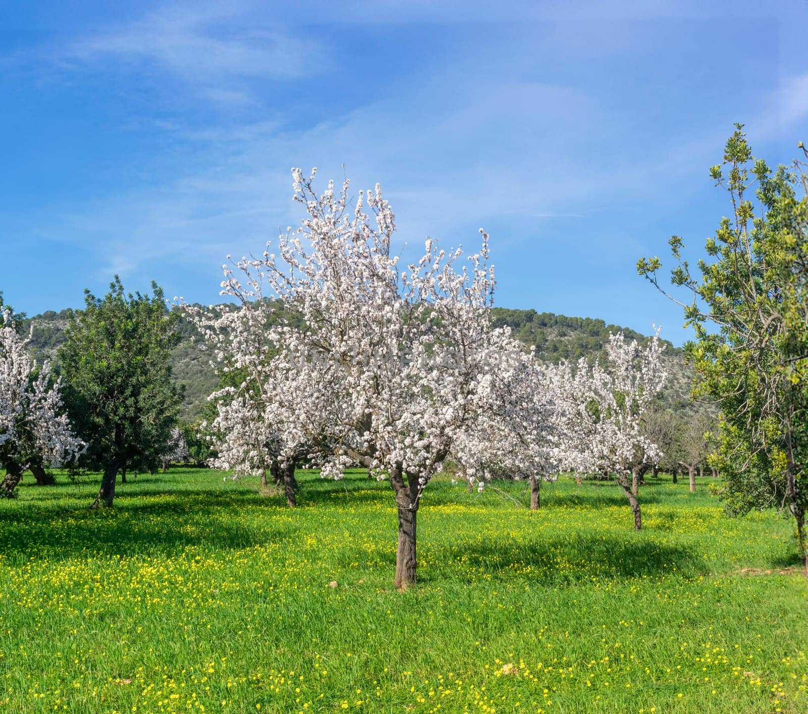 Serene Orchard in Bloom: Almond Trees Amidst a Sea of Spring Wildflowers by Juanjo39