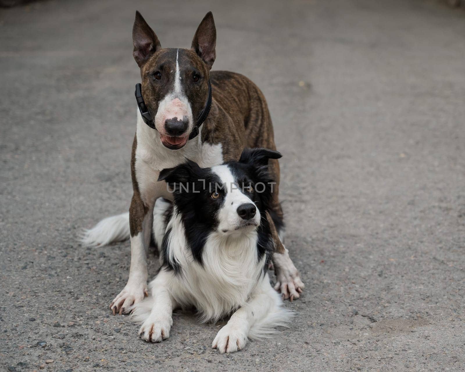 Two dogs are hugging on a walk. Border collie and bull terrier