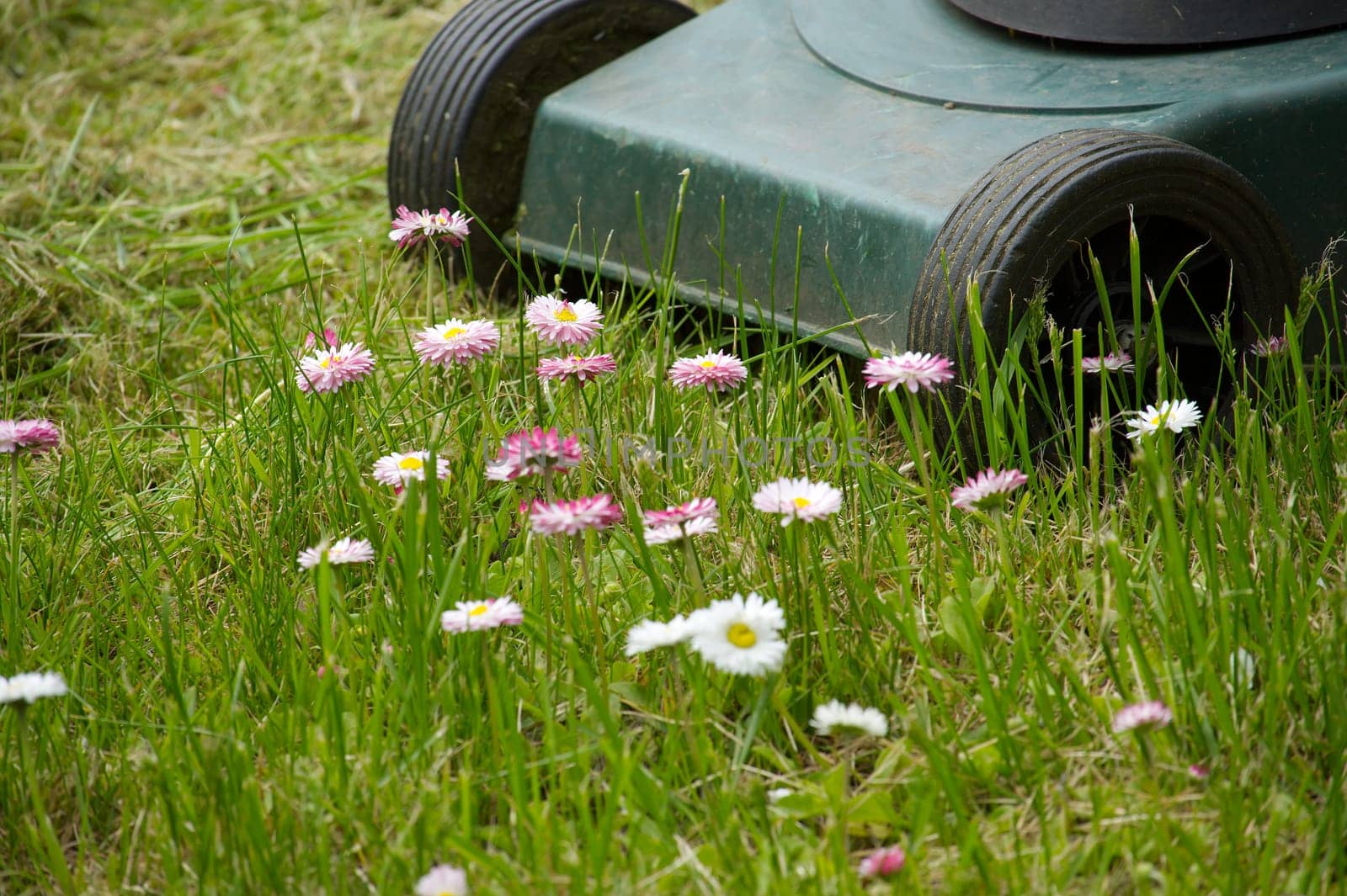 Seasons and yard maintenance concept with lawn mower and dainty white and pink spring flowers in a green garden lawn