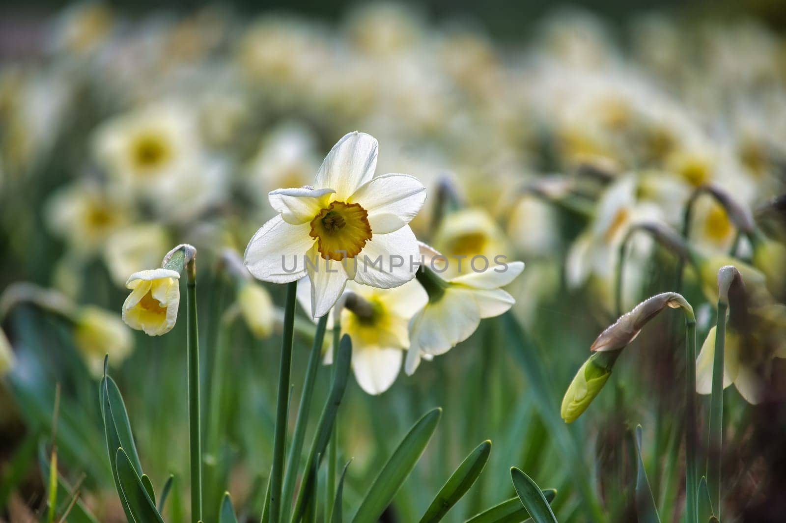 White daffodils also known as narcissus in full bloom, essence of spring with the vibrant appearance and the lively distribution of the white daffodils