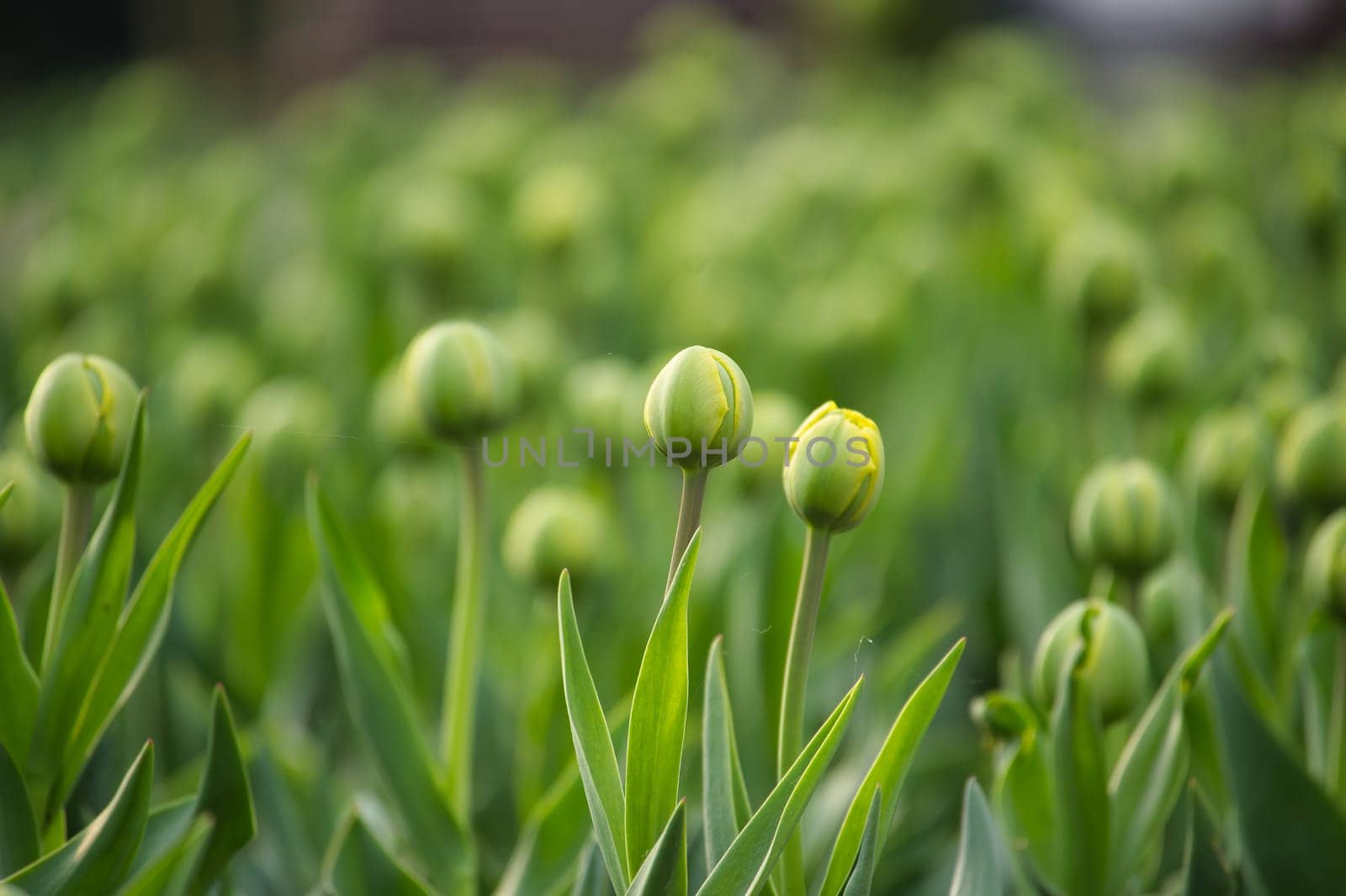 Tulips in the early stages of blooming, hues of green in the tulips are prominent, reflecting a fresh and vibrant scene