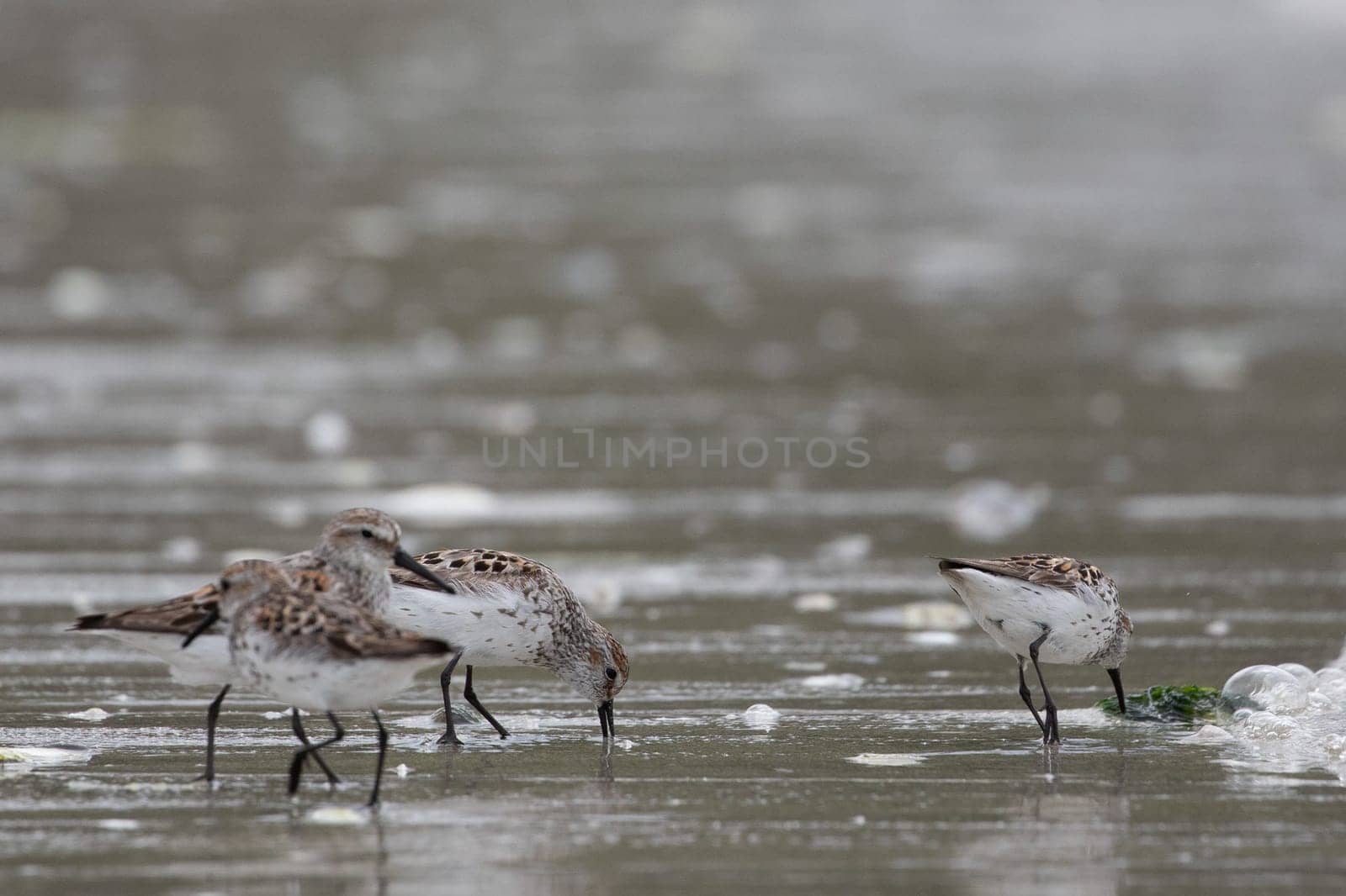 Western sandpipers, Calidris mauri, wading along a deserted shoreline searching for food, near McMicking Inlet, Central British Columbia, Canada