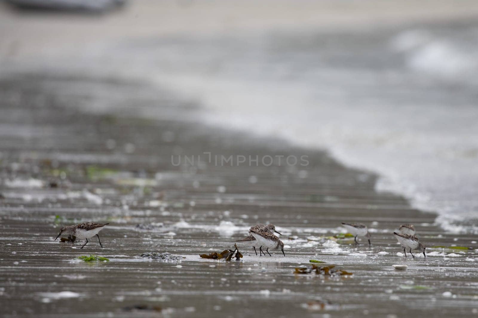 Western sandpipers wading along a deserted shoreline searching for food by Granchinho