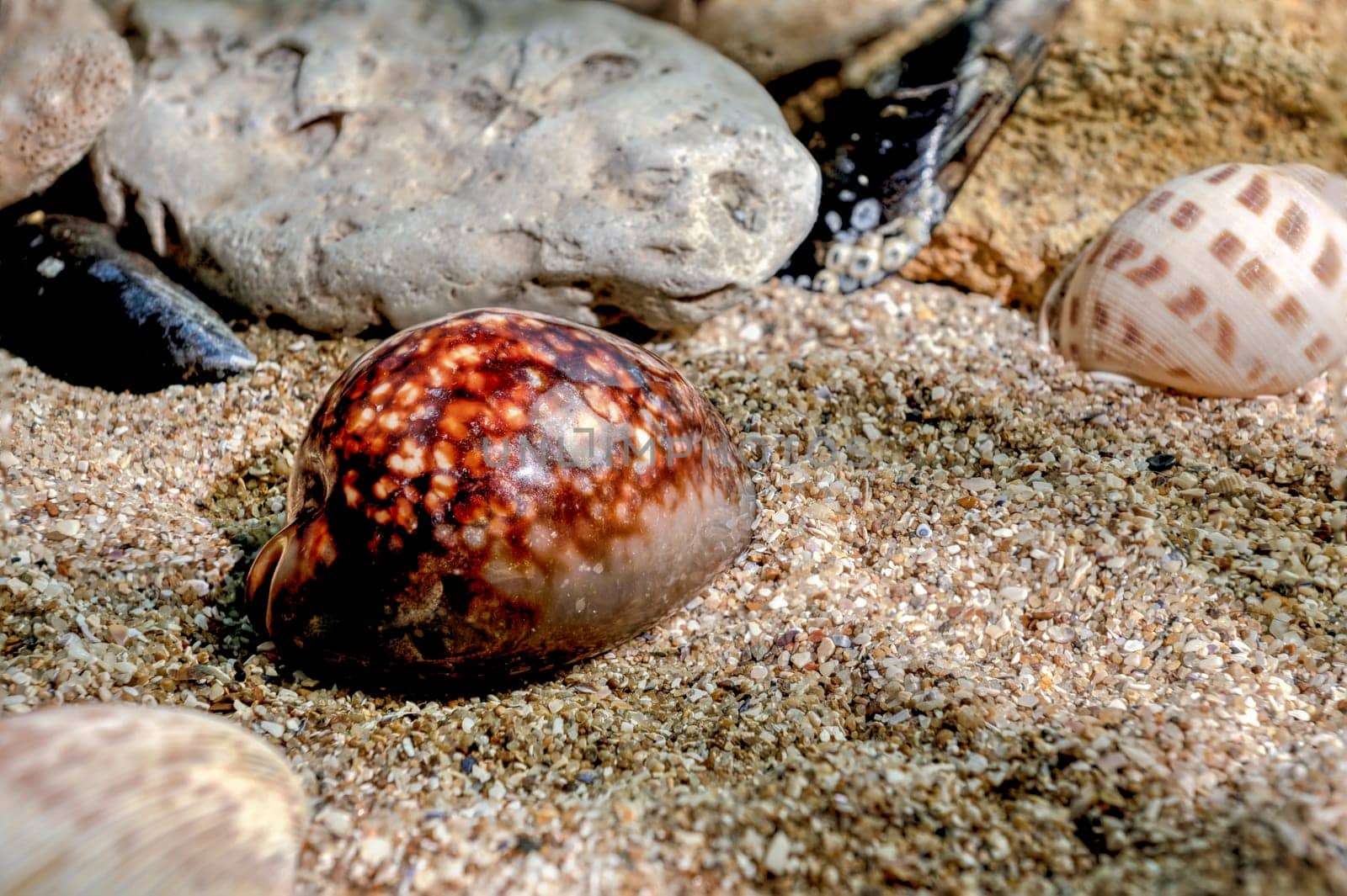Mauritia Mauritiana or chocolate cowry, humpback cowry, seashell on a sand underwater