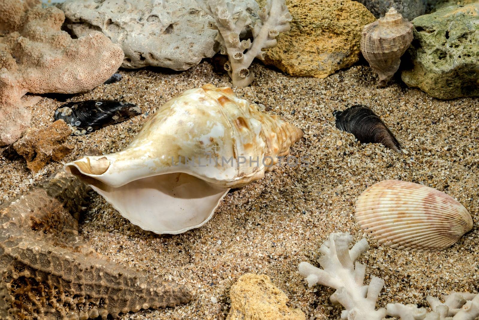 Pleuroploca trapezium sea snail shell Cassis Tuberosa on a sand underwater
