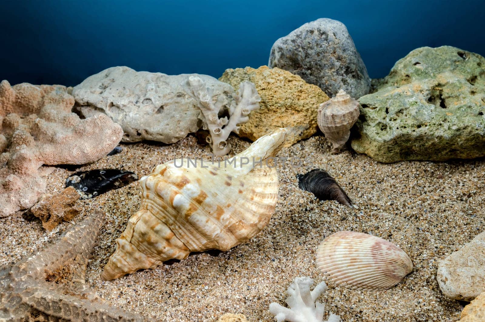 Pleuroploca trapezium sea snail shell Cassis Tuberosa on a sand underwater