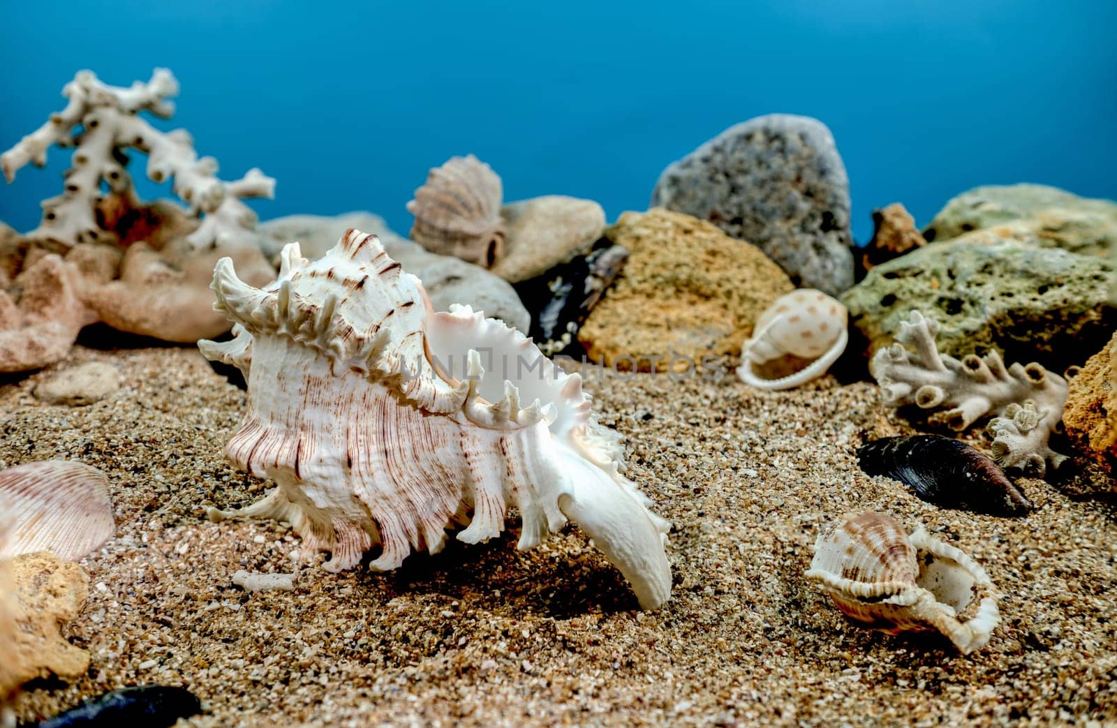 Chicoreus Ramosus Murex seashell underwater by Multipedia