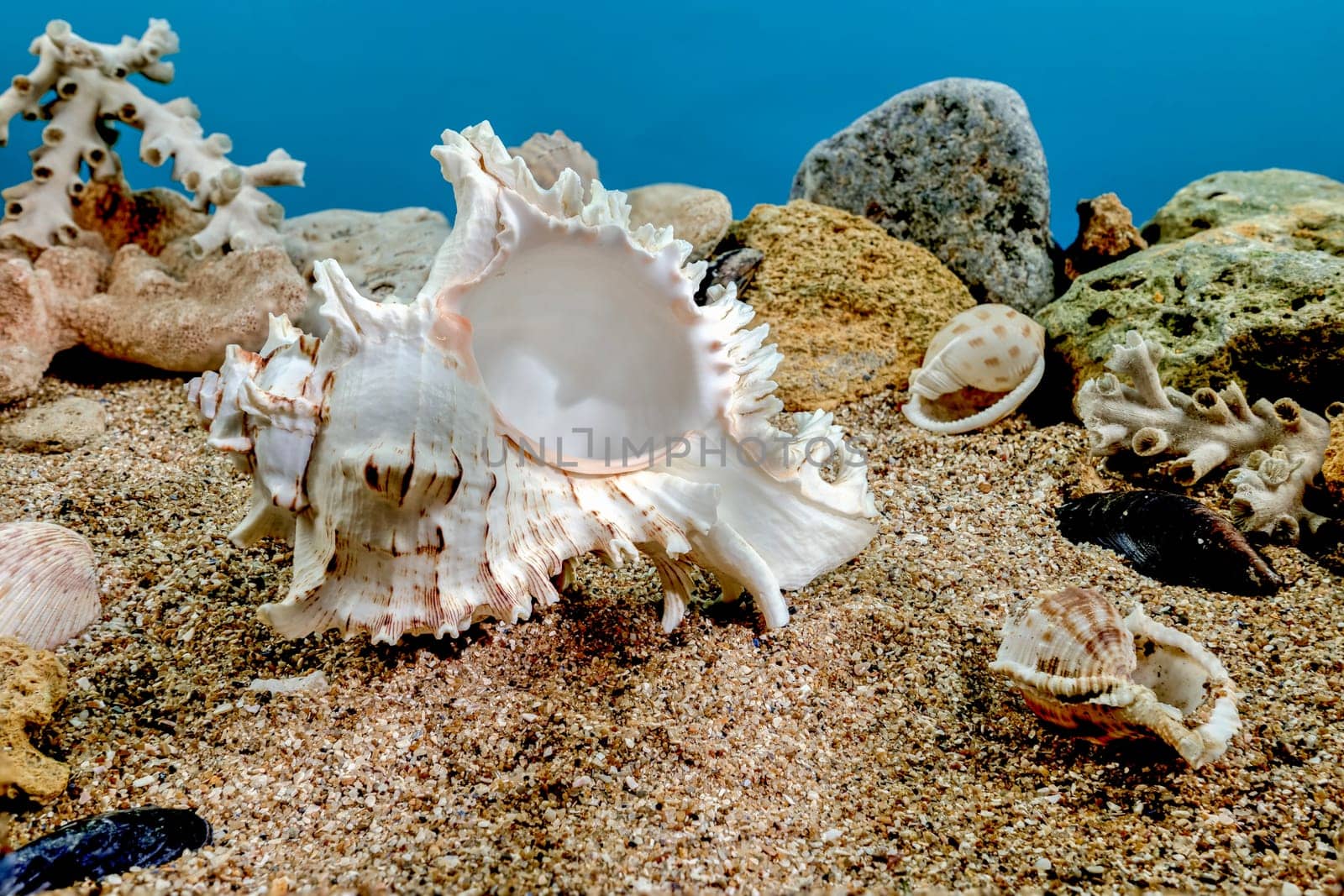 Chicoreus Ramosus Murex seashell underwater by Multipedia